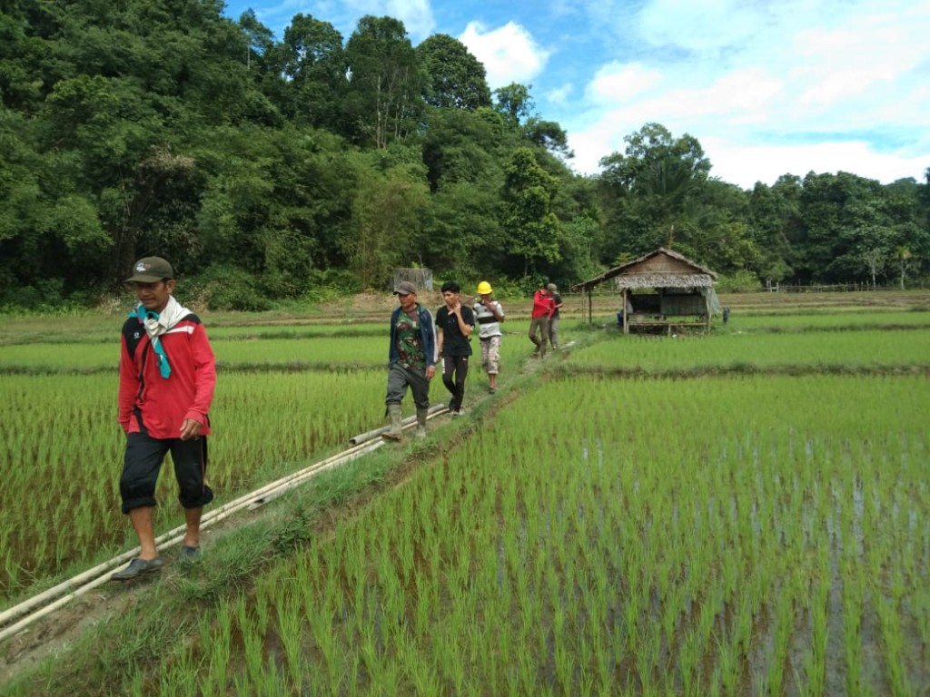 Pemantauan Persawahan Oleh Aparat Desa bersama PPL dari Dinas Pertanian